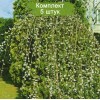 Саженцы Вербы плакучей - 5 шт.: фото и описание