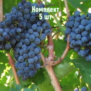 Комплект 5шт / Виноград Бордо