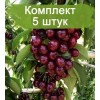 Саженцы колоновидной Вишни Восторг Средняя - 5 шт.: фото и описание