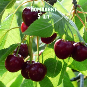 Комплект 5шт / Вишня Краснодарская сладкая