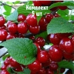 Комплект 5шт / Вишня войлочная Океанская вировская