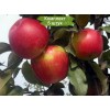 Саженцы яблони Айдаред (Ajdared) - 5 шт.: фото и описание