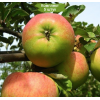 Яблоня Бельфлер башкирский - 5 шт.: фото и описание