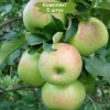 Саженцы яблони Богатырь - 5 шт.: фото и описание