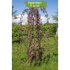 Саженцы яблони декоративной Чилс Випинг (Cheal's Weeping) - 5 шт.: фото и описание