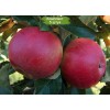 Саженцы яблони Спартан - 5 шт.: фото и описание
