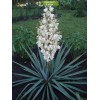 Саженцы юкки Нитчатая (Yucca filamentosa) - 5 шт.: фото и описание