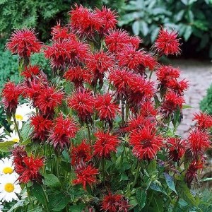 Монарда гибридная Кембридж Скарлет (Cambridge Scarlet)
