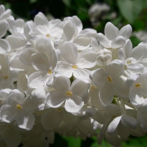 Сеянец Сирень Аваланш (Avalanche)