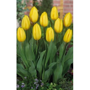 Тюльпан Саами (Saami)