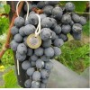 Саженец Винограда Агат Донской: фото и описание