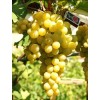 Саженец Винограда Италия: фото и описание