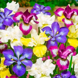 Ирис Сибирика Бридерс Микс (sibirica Breeders Mix)