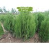Туя Восточная от 150 см - 5 шт.: фото и описание
