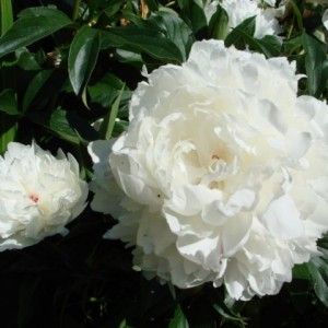 Пион А. Е. Кундерт (A. E. Kundert) -Б.