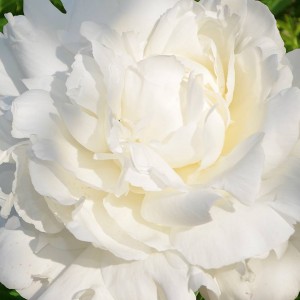 Пион Энн Казинс (Ann Cousins) - Б