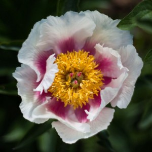 Пион Афина (Athena) - Б/Сир