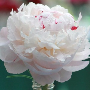 Пион Аве Мария (Ave Maria) - Б/Р