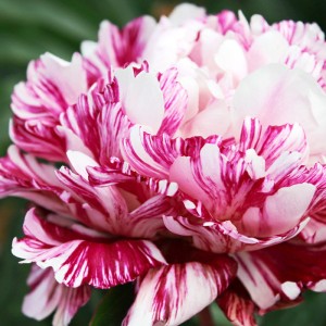 Пион Кенди Страйп (Candy stripe) - Б/Р