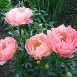 Пион Корал Шарм (Coral Charme) - Р