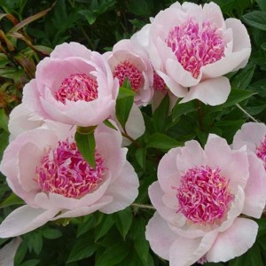 Пион Ду Телл (Do Tell) - Р