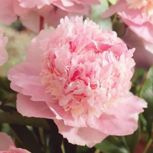 Пион Эденс Перфьюм (Eden's perfume) - Р