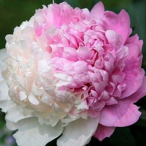 Пион Мистер Эдд (Mister Edd) Биколор