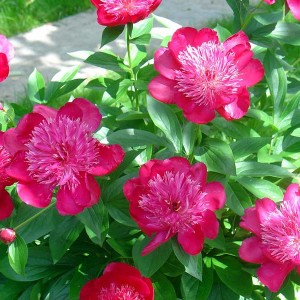 Пион Ниппон Парад (Nippon Parade) - К