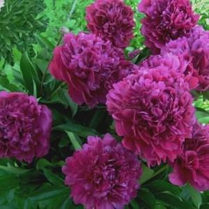 Пион Сэр Джон Франклин (Sir John Franklin)