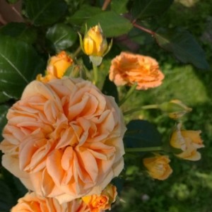 Роза Таймлесс (Timeless)